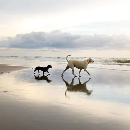 The Wagging Wave - Part Of The The Bay Village With Pool, Gym And Direct Access, Pub, Restaurant, Tennis And Meadows Walks Holiday home Filey